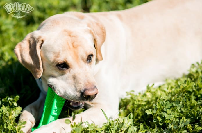 Indiegogo dog toothbrush store