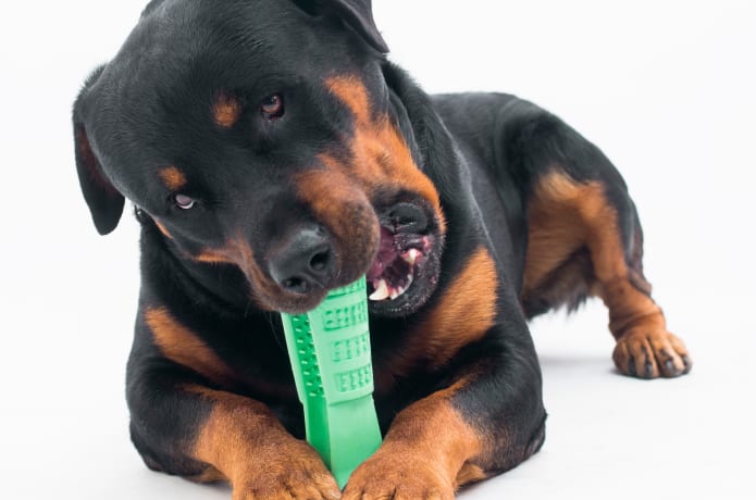 Bristly World s Most Effective Dog Toothbrush Indiegogo