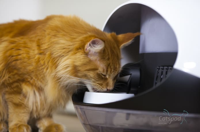 Catspad Smart Food Water Dispenser for Cats Indiegogo