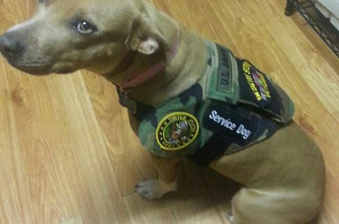 Veteran service dog vest sale