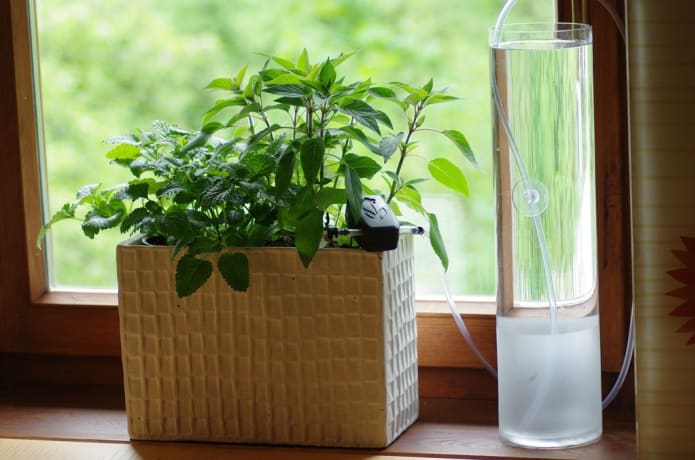 Daisy.si - Smart plant watering | Indiegogo Daisy.si - Smart plant watering