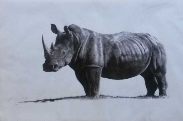 Perk: Limited edition print from the pencil drawing of a white rhino by Vince Reid