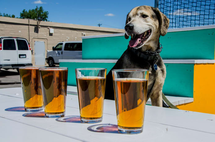 Unleashed Hounds And Hops Indiegogo