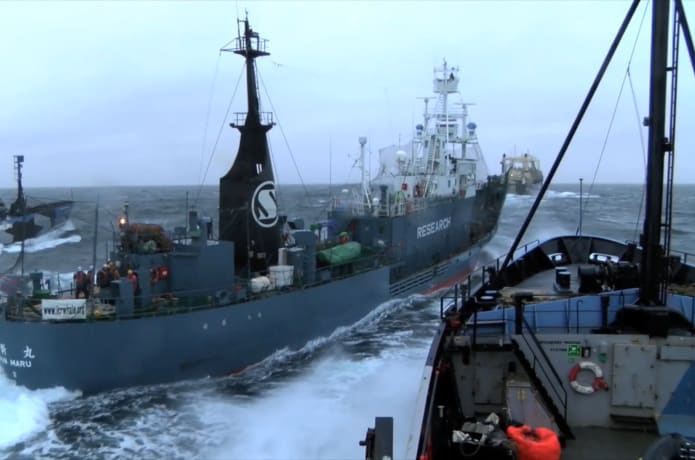 Defend Conserve Protect A Sea Shepherd Movie Indiegogo