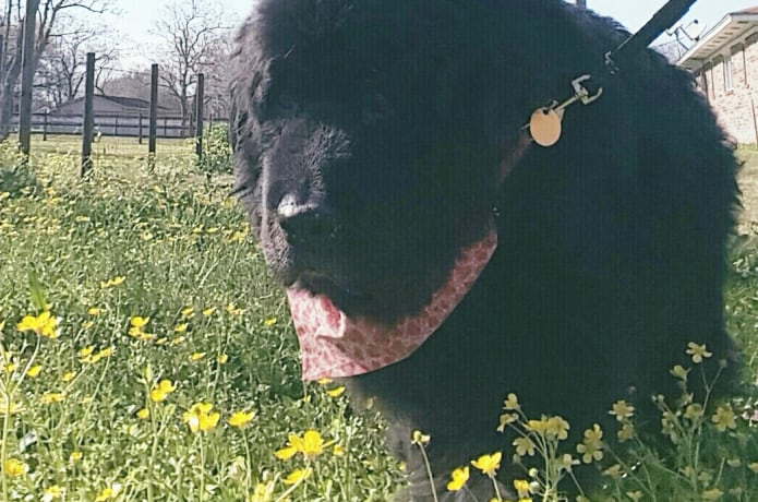 Giving Dogs A Second Chance Indiegogo