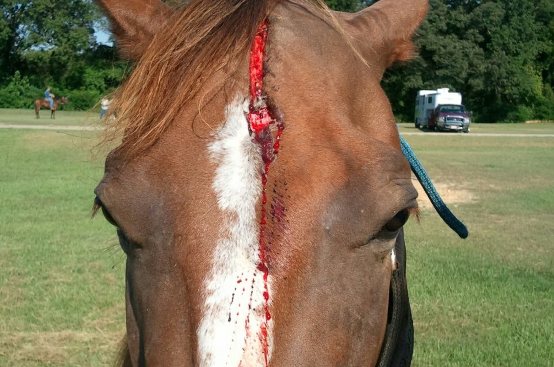 Abused Animal Wound Care And Humans Too Indiegogo