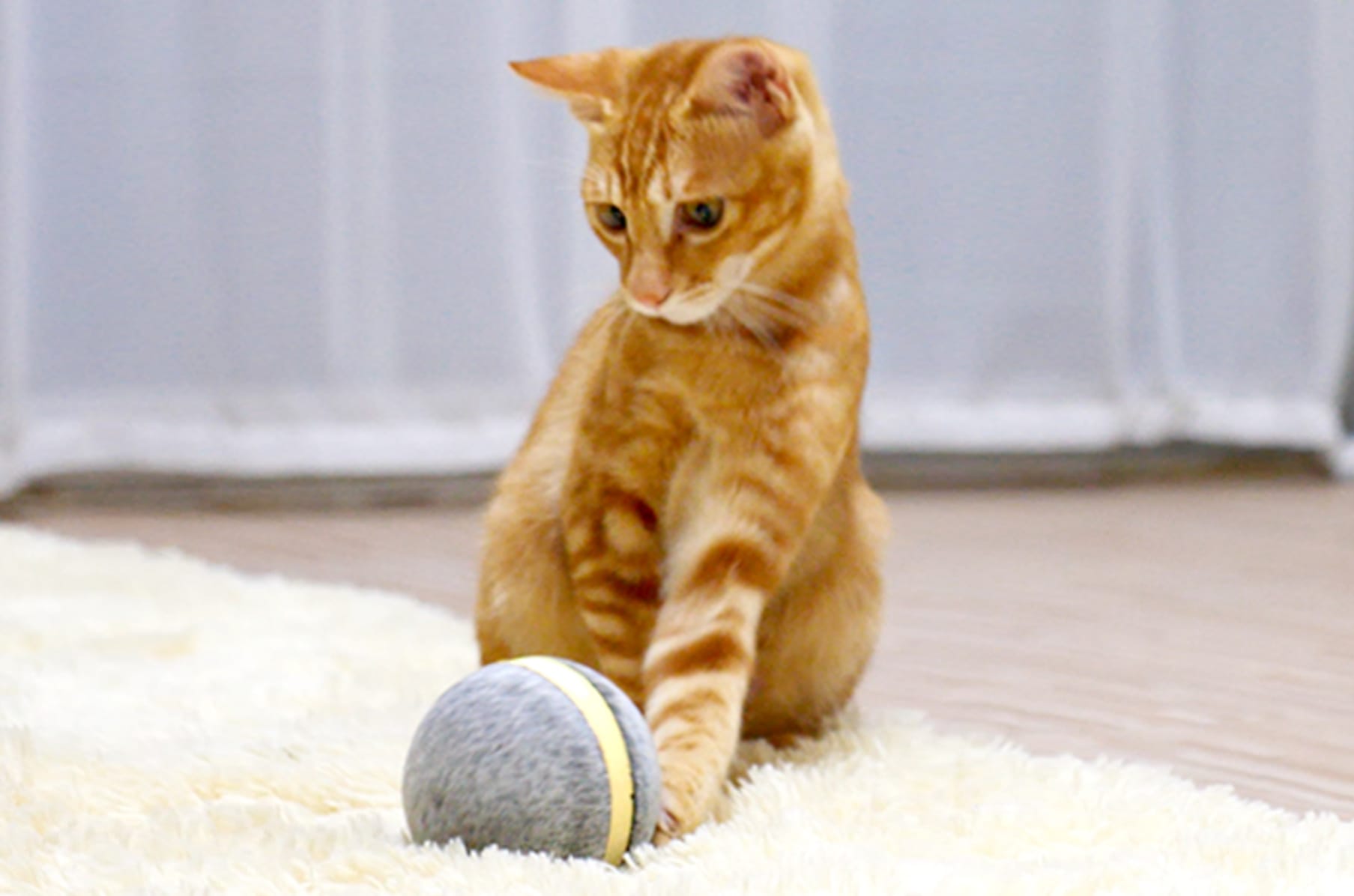 Roll cats. Cheerble Wicked Ball. Котик с мячиком. Мячики для кошек. Мяч с котенком.
