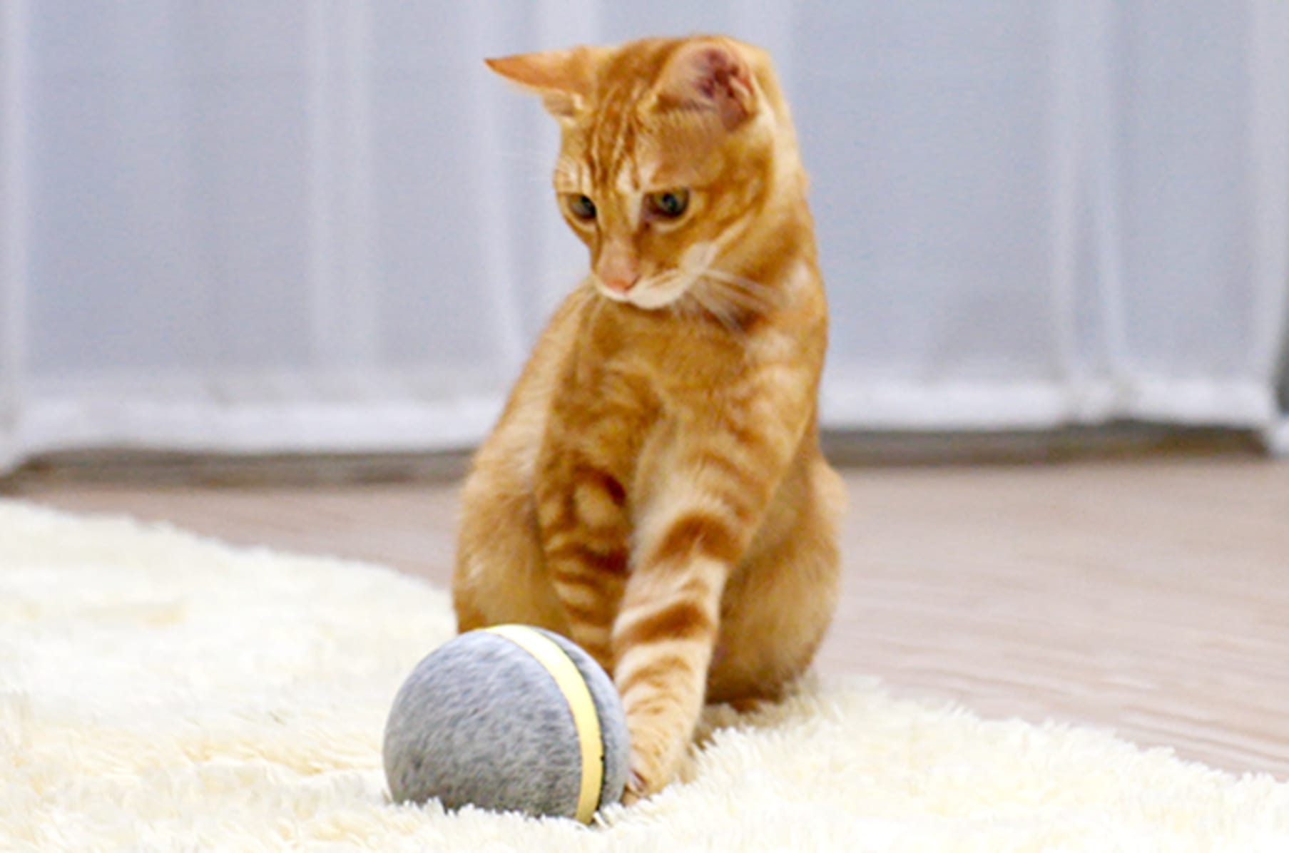 Wicked ball cats deals