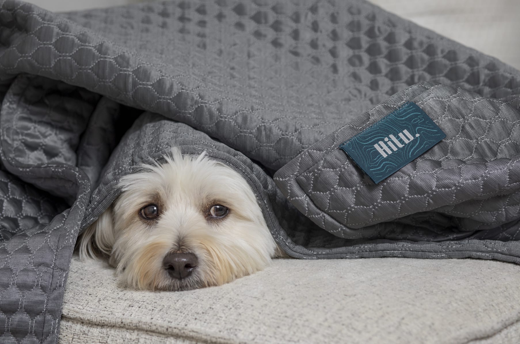 Heated dog beds kmart deals