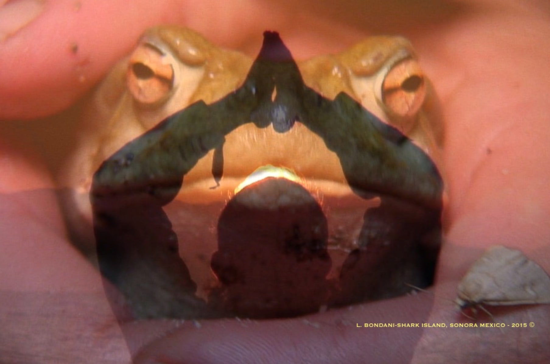 Otac The Sacred Ancient Medicine Ceremony Indiegogo