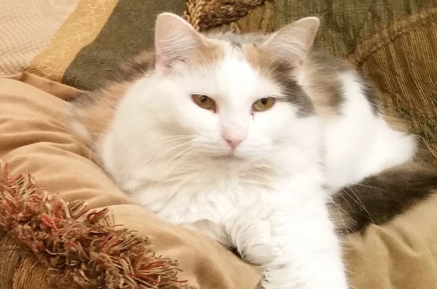 Cat Cafe In Bucks County Pa Indiegogo