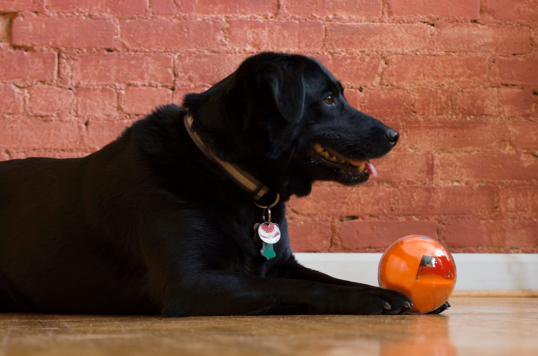 Playdate shop toy ball