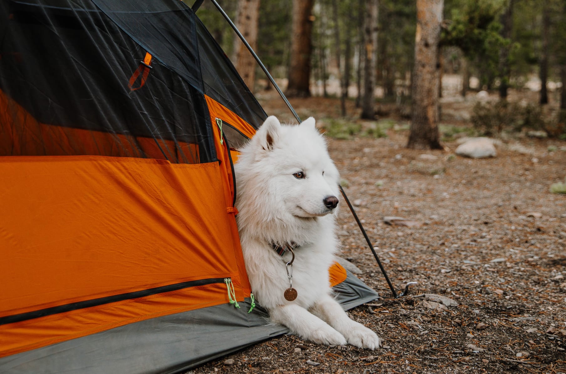 Tent with store dog area
