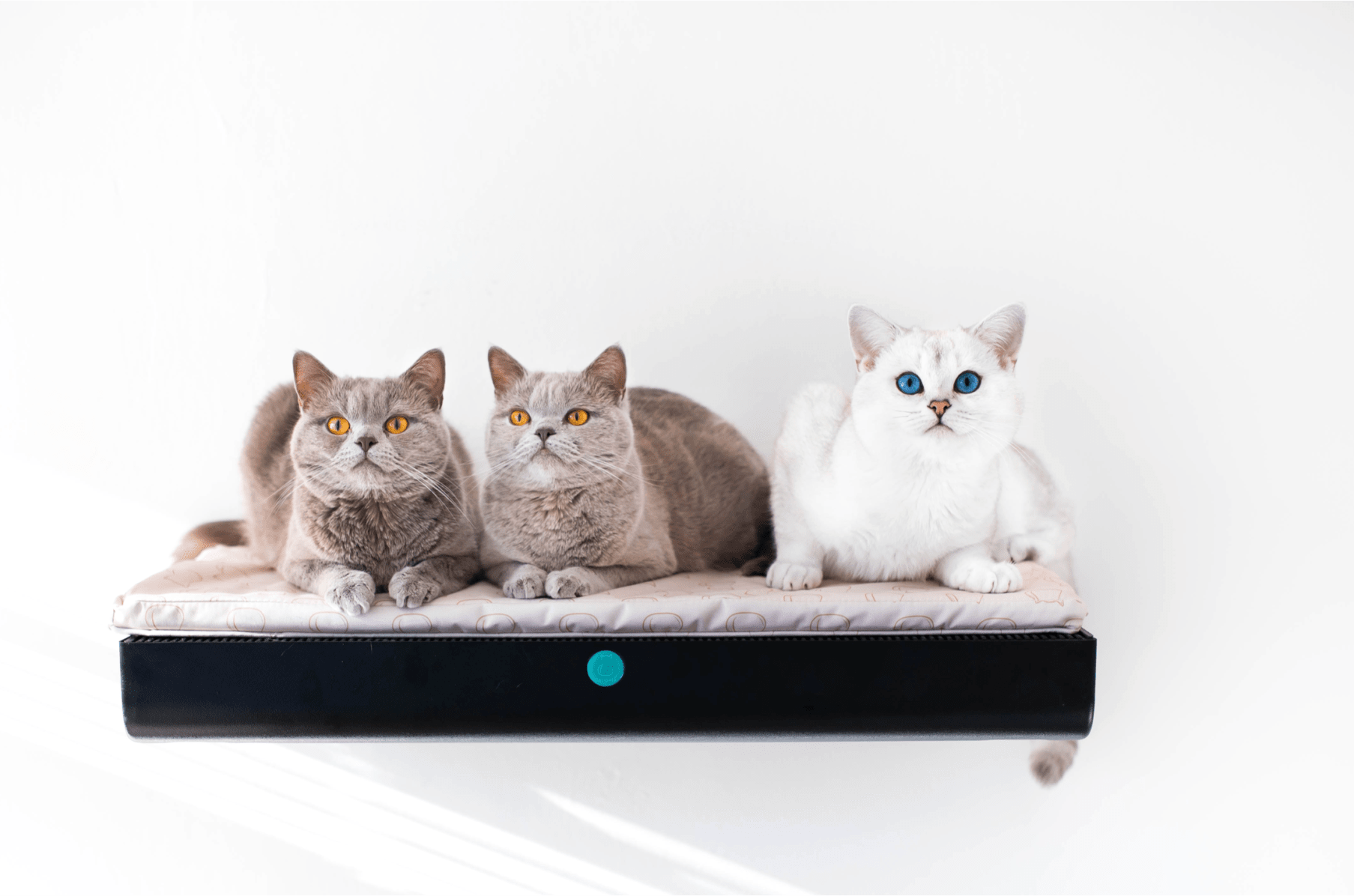 Wall Mounted Cat Scratcher By Catipilla Indiegogo