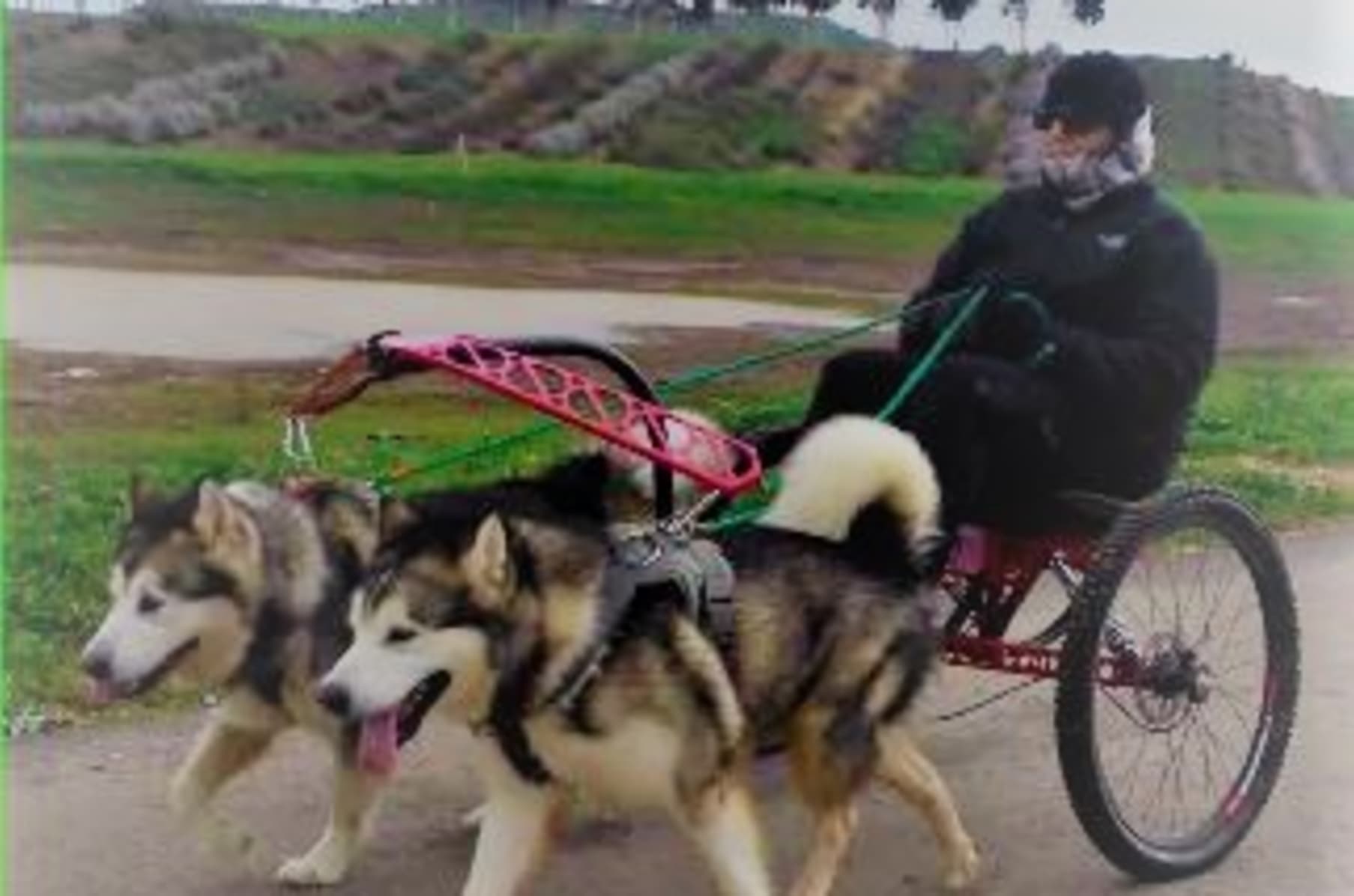 Dryland dogs sales