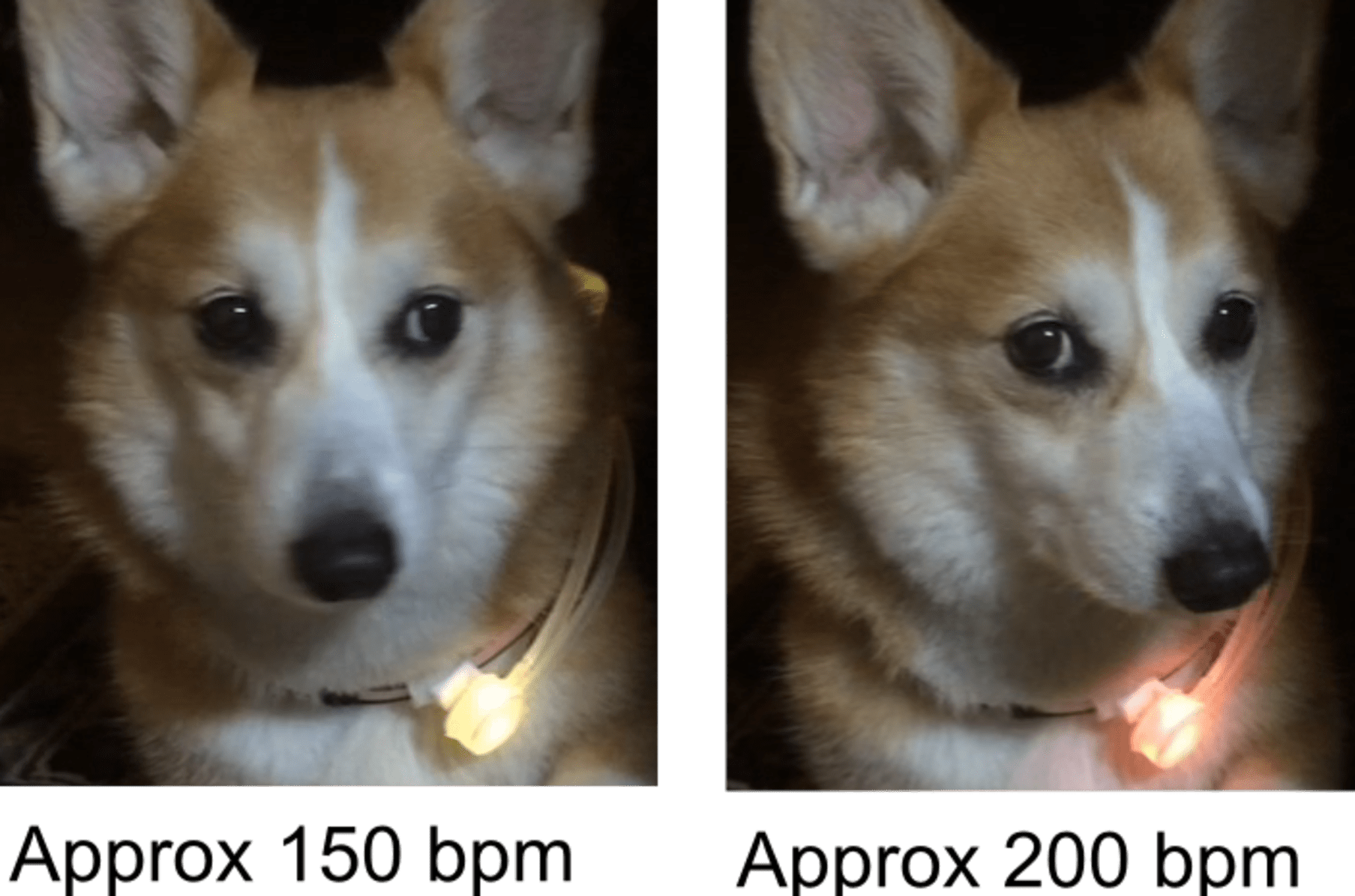 Wallpaper Inupathy The Worlds First Dogs Mental Visualizer Indiegogo HD