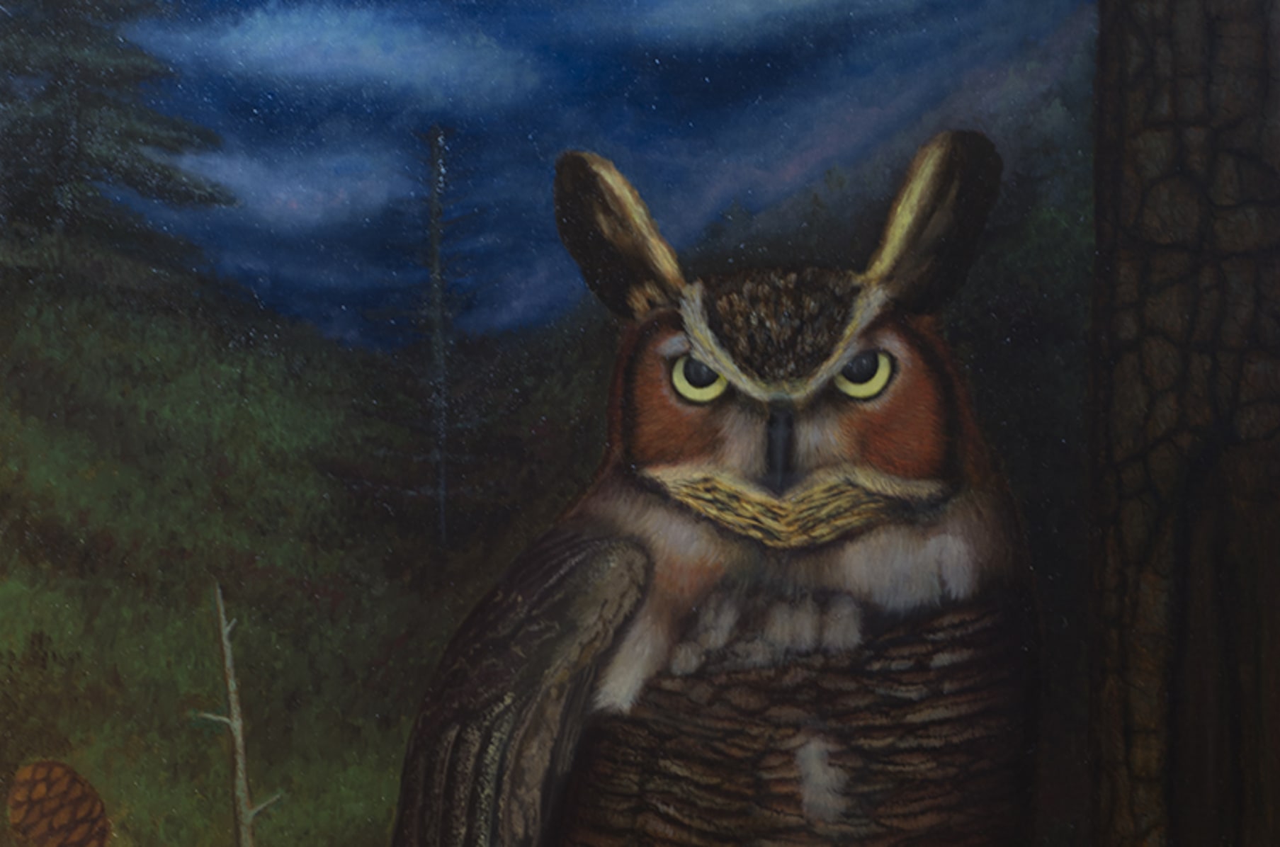 The Owls Of North America And Europe Indiegogo
