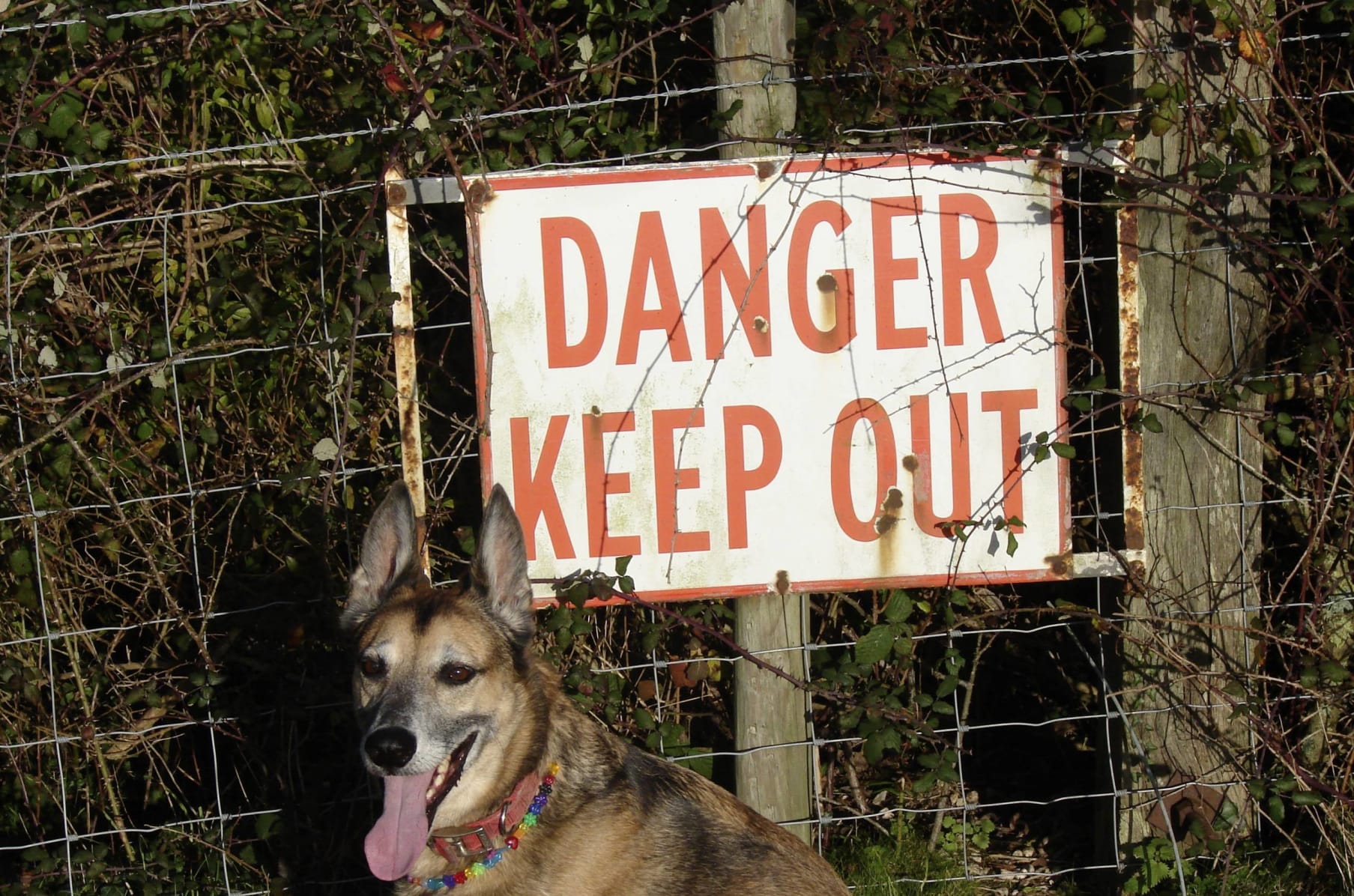 Travels With An African Husky Indiegogo