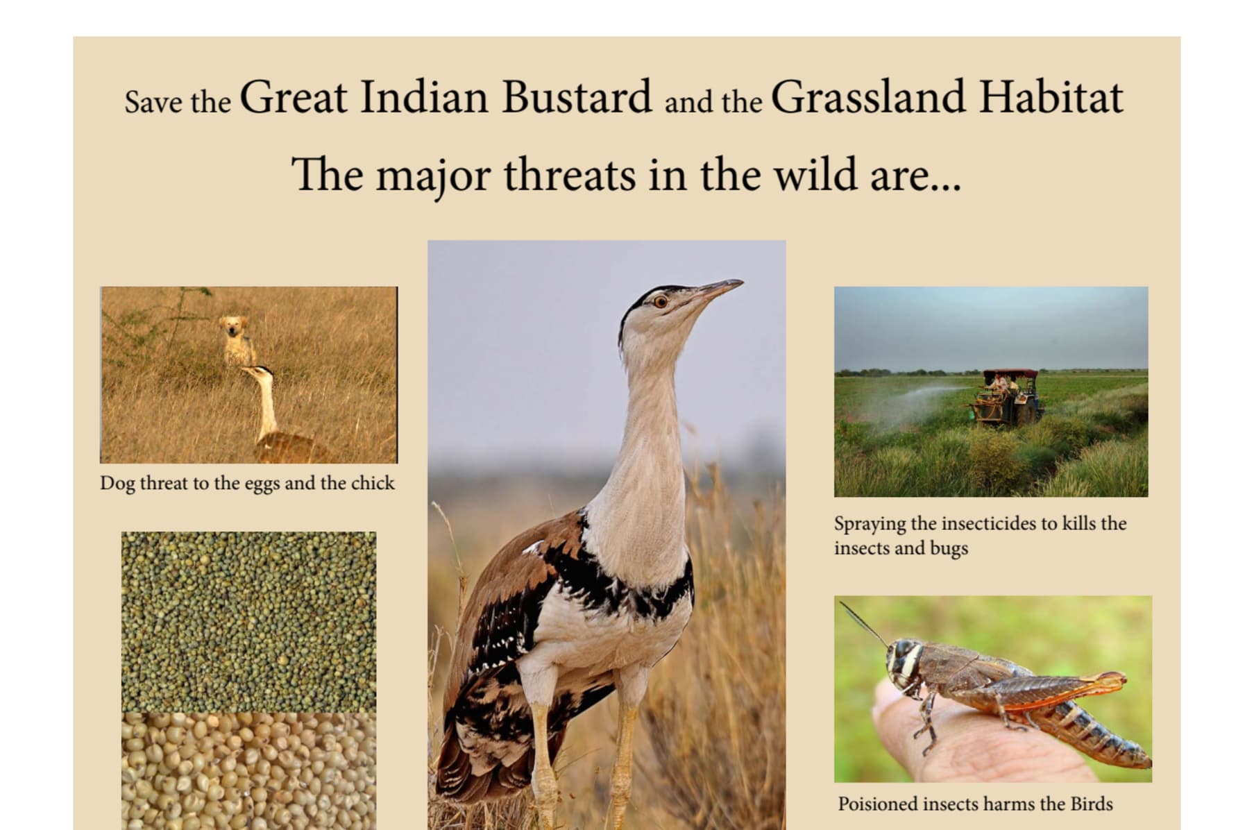 Conservation Plan for Great Indian Bustards_60.1