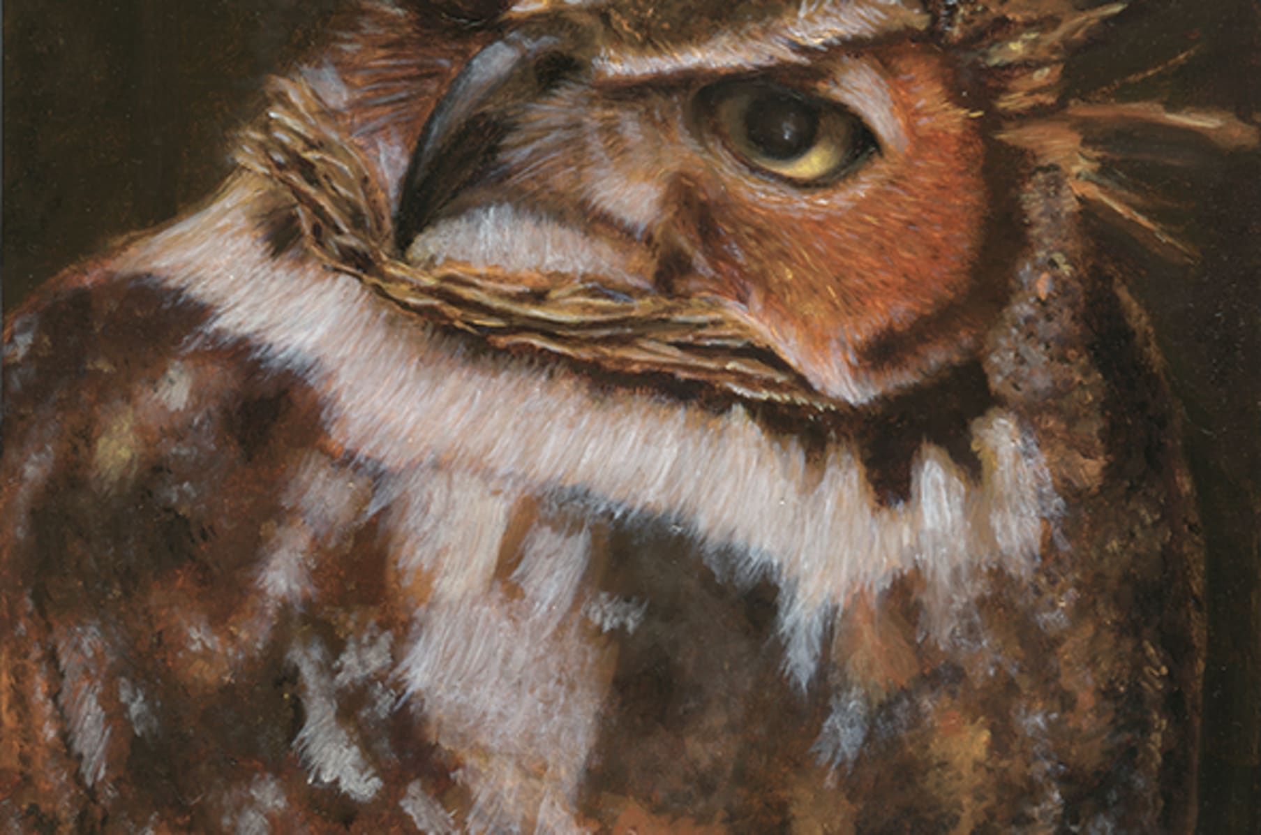 The Owls Of North America And Europe Indiegogo