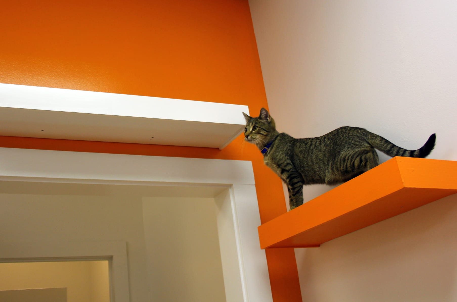 Mew Haven Cat Cafe Connecticut S First Cat Cafe Indiegogo