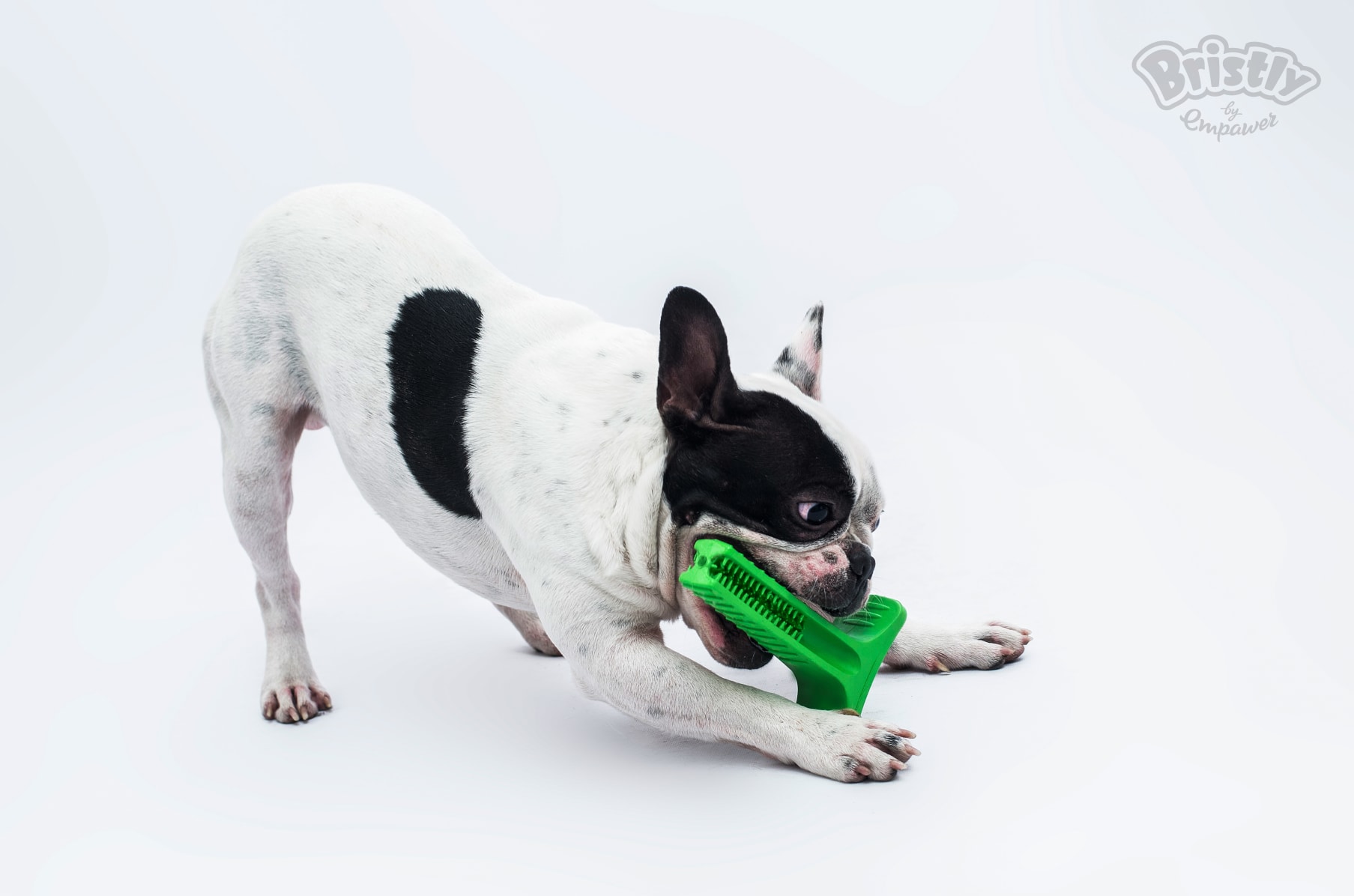 Bristly dog hotsell