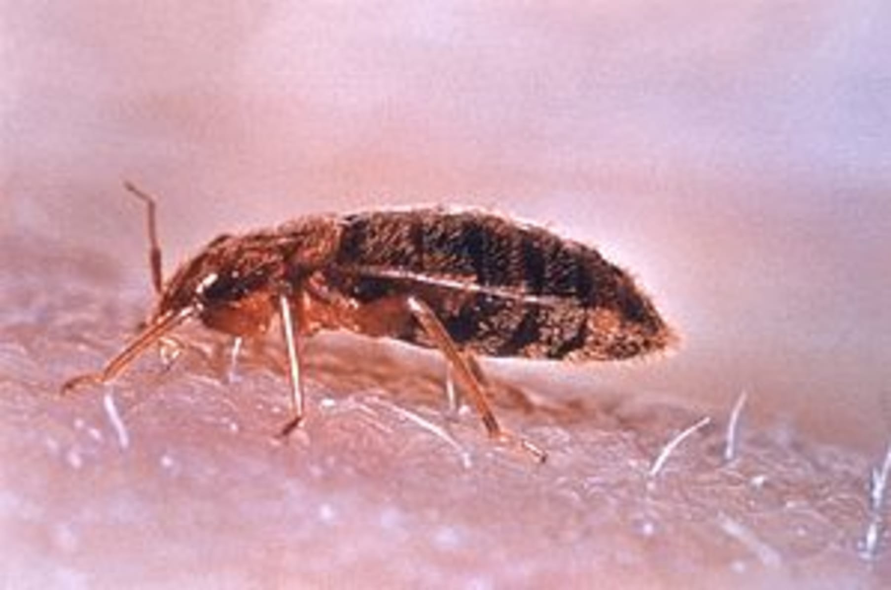 Help My Family Stop The Bed Bug Invasion Indiegogo