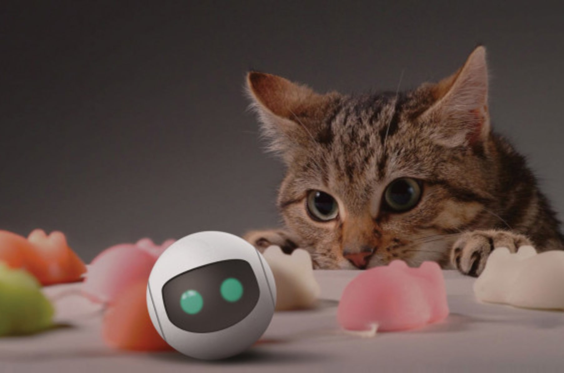 Rollycat Fitness Tracker And Smart Toy For Cats Indiegogo