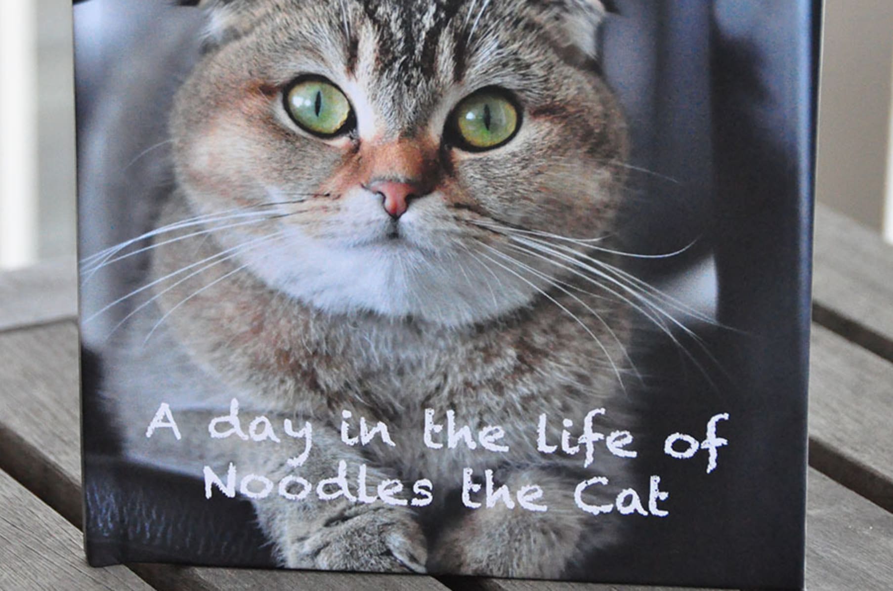 A Day In The Life Of Noodles The Cat Children S Book Indiegogo