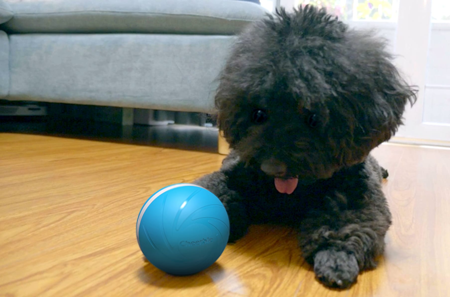 Wicked dog ball sales