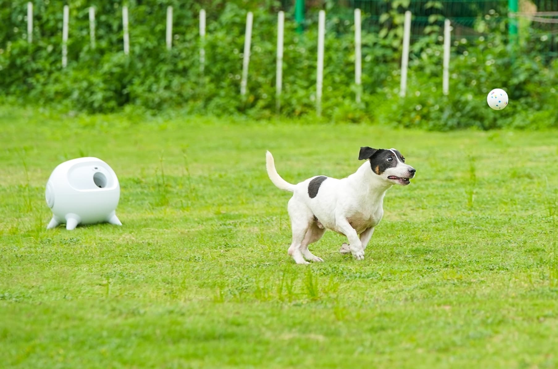 Self ball cheap thrower for dogs