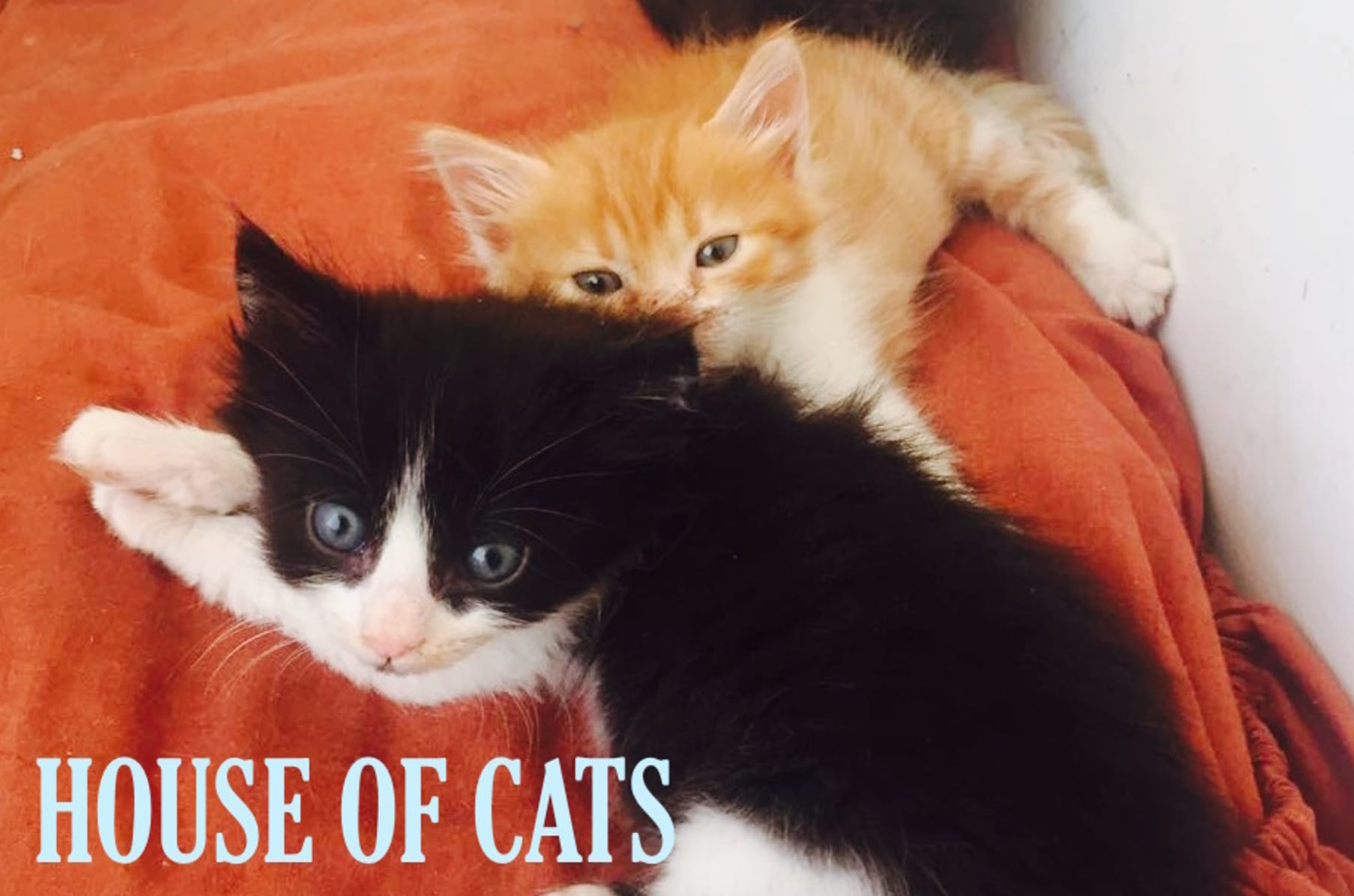 House Of Cats Indiegogo