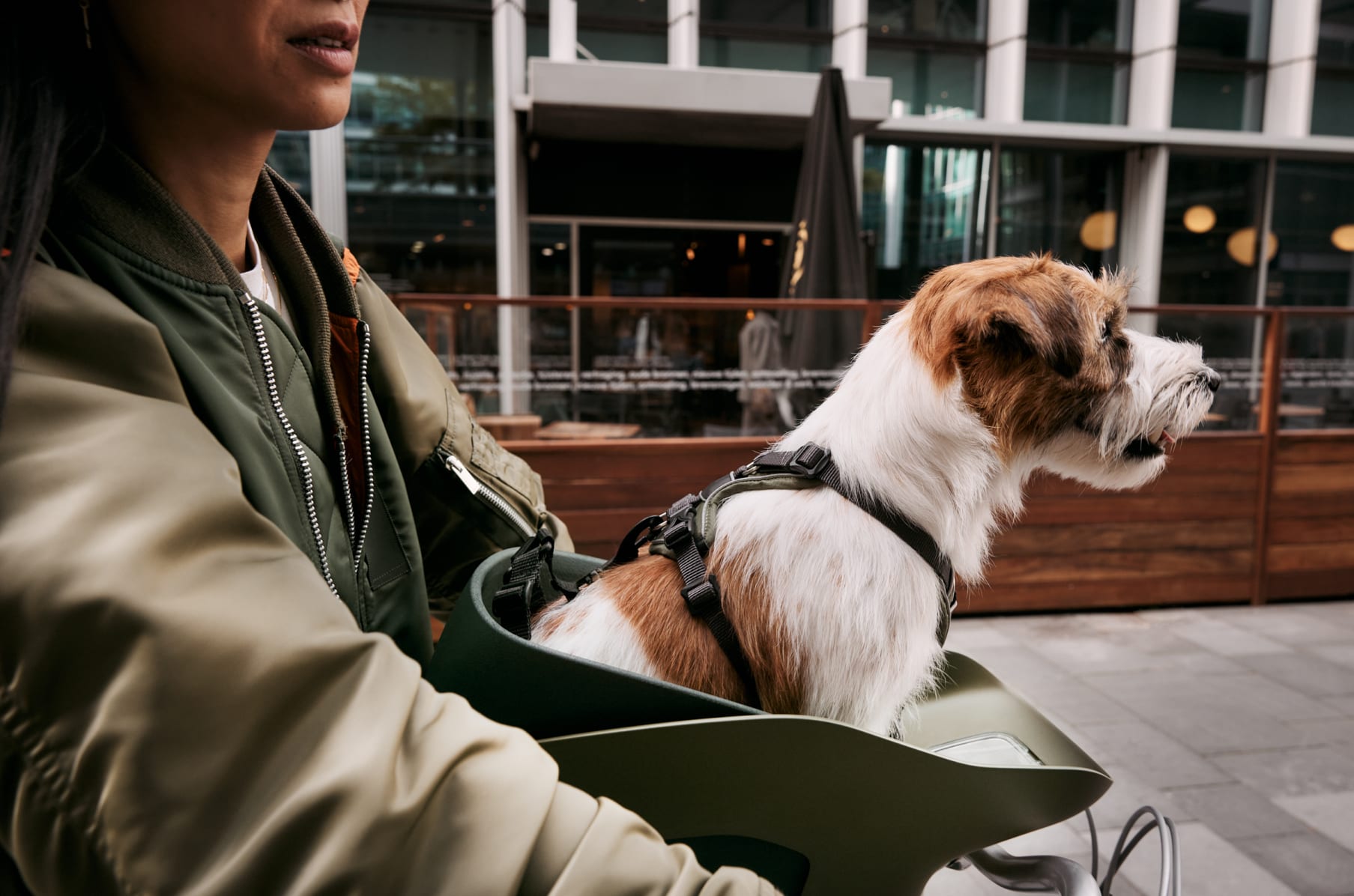 Bicycle seat for dogs deals