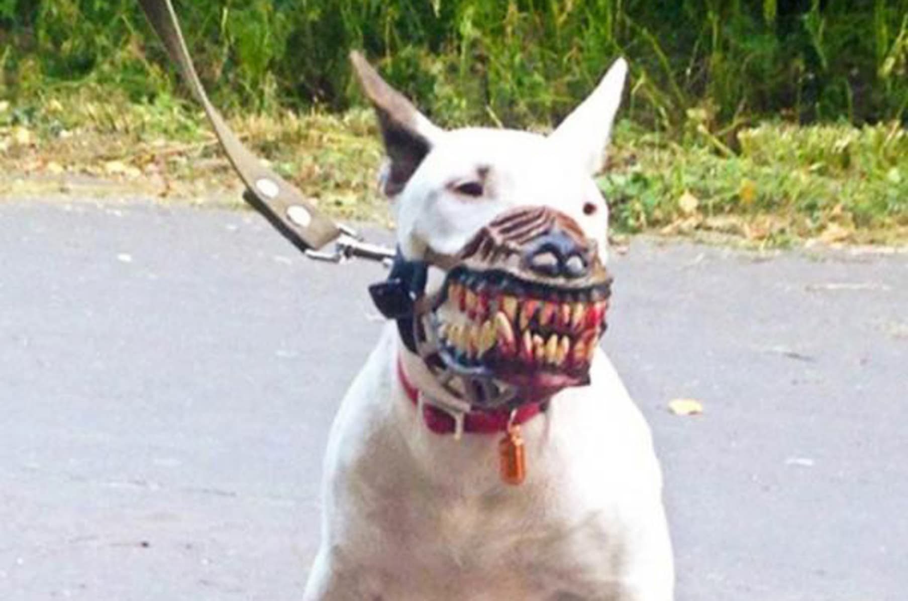 Bloody outlet dog muzzle