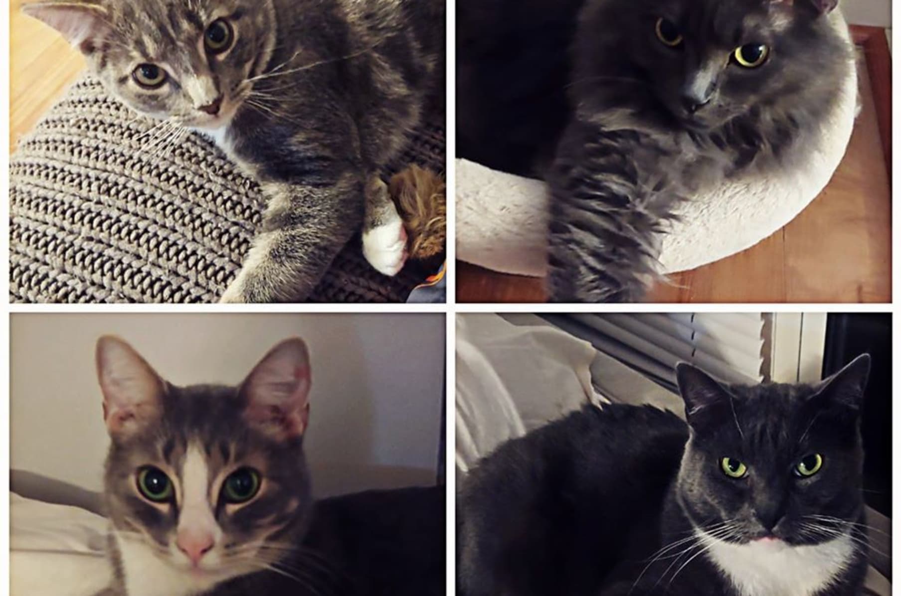 Help Fund The Frederick Cat Cafe Indiegogo