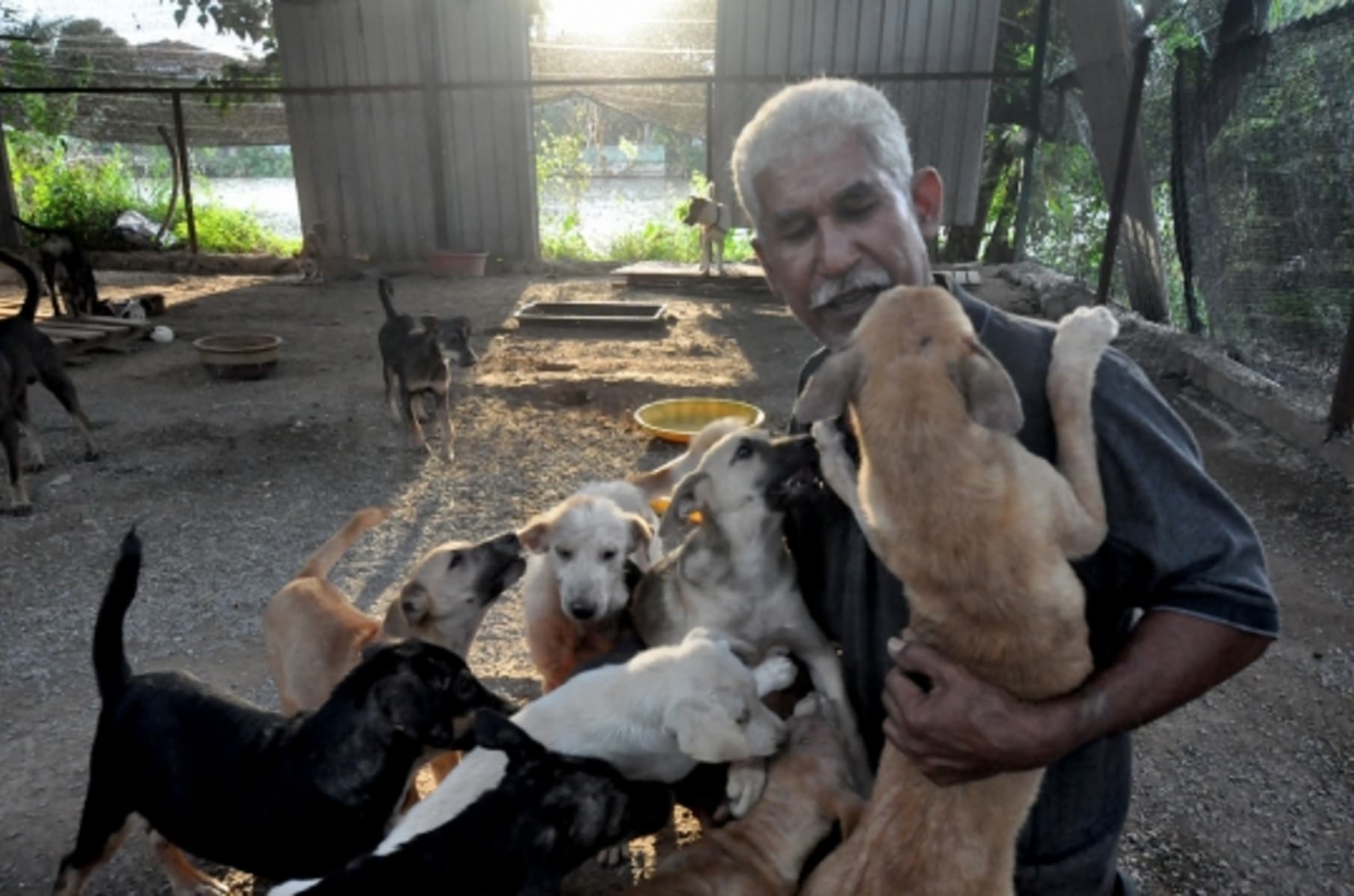 Dog Man Pak Mie And Family Indiegogo