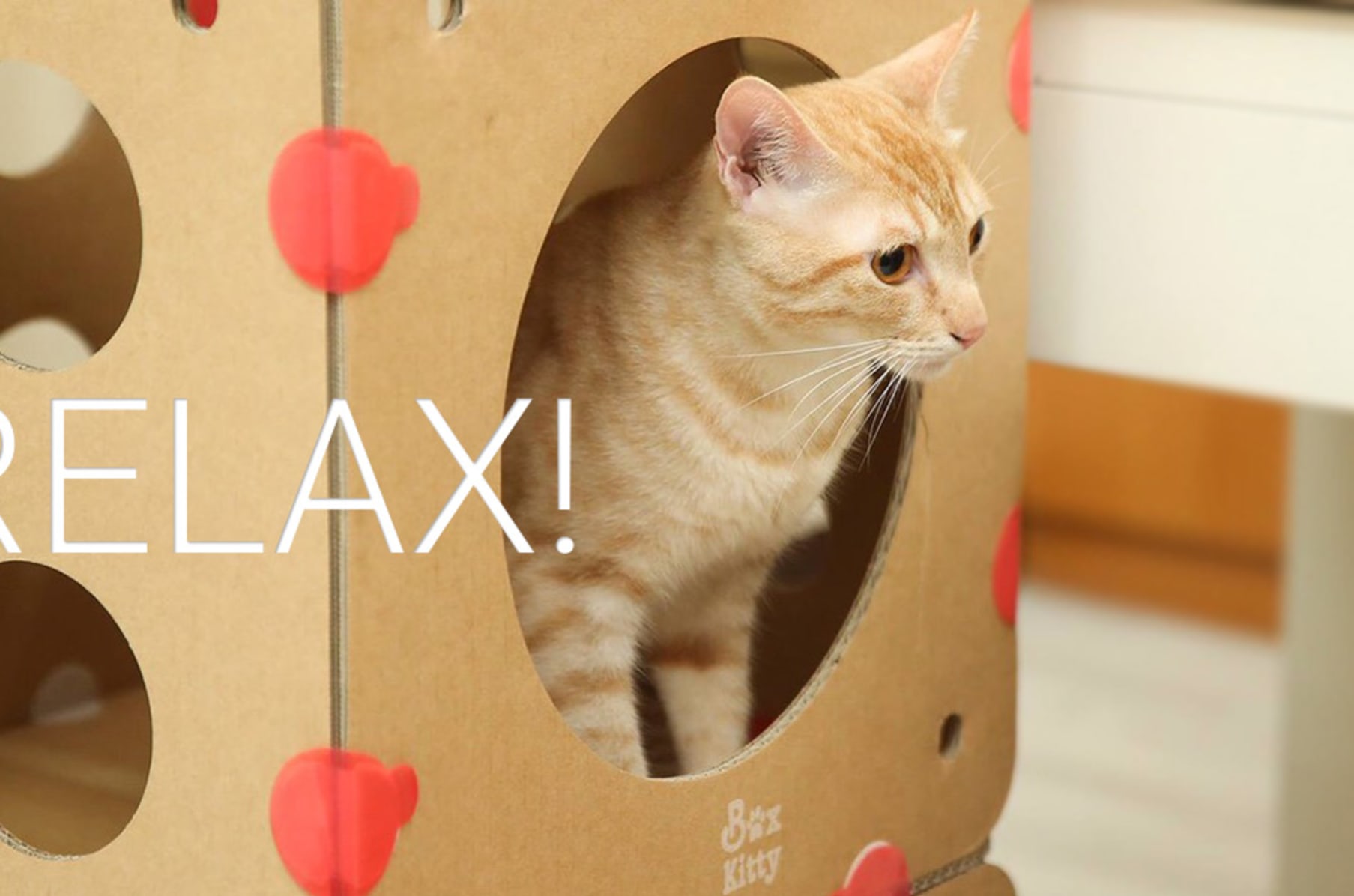 BoxKitty The Modular Cat house Indiegogo