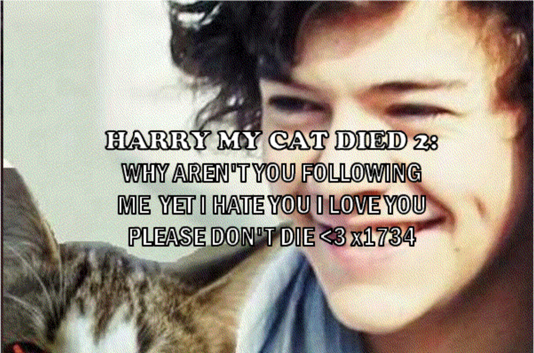 Harry My Cat Died 2 The Tour Indiegogo