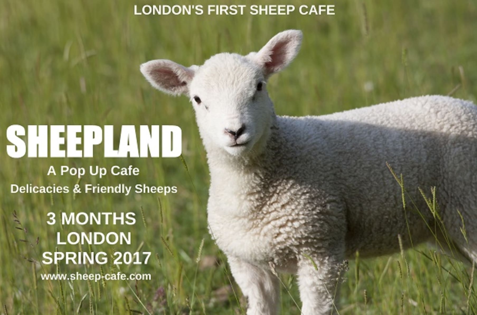 Sheepland UK first sheep cafe Indiegogo