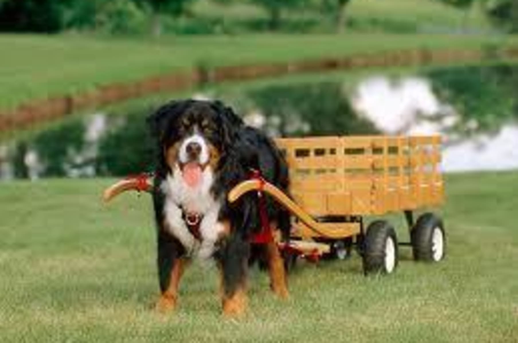 Dog sales pulling cart