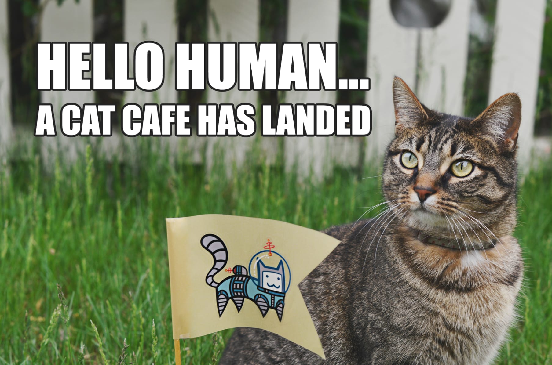 Mew Haven Cat Cafe Connecticut S First Cat Cafe Indiegogo