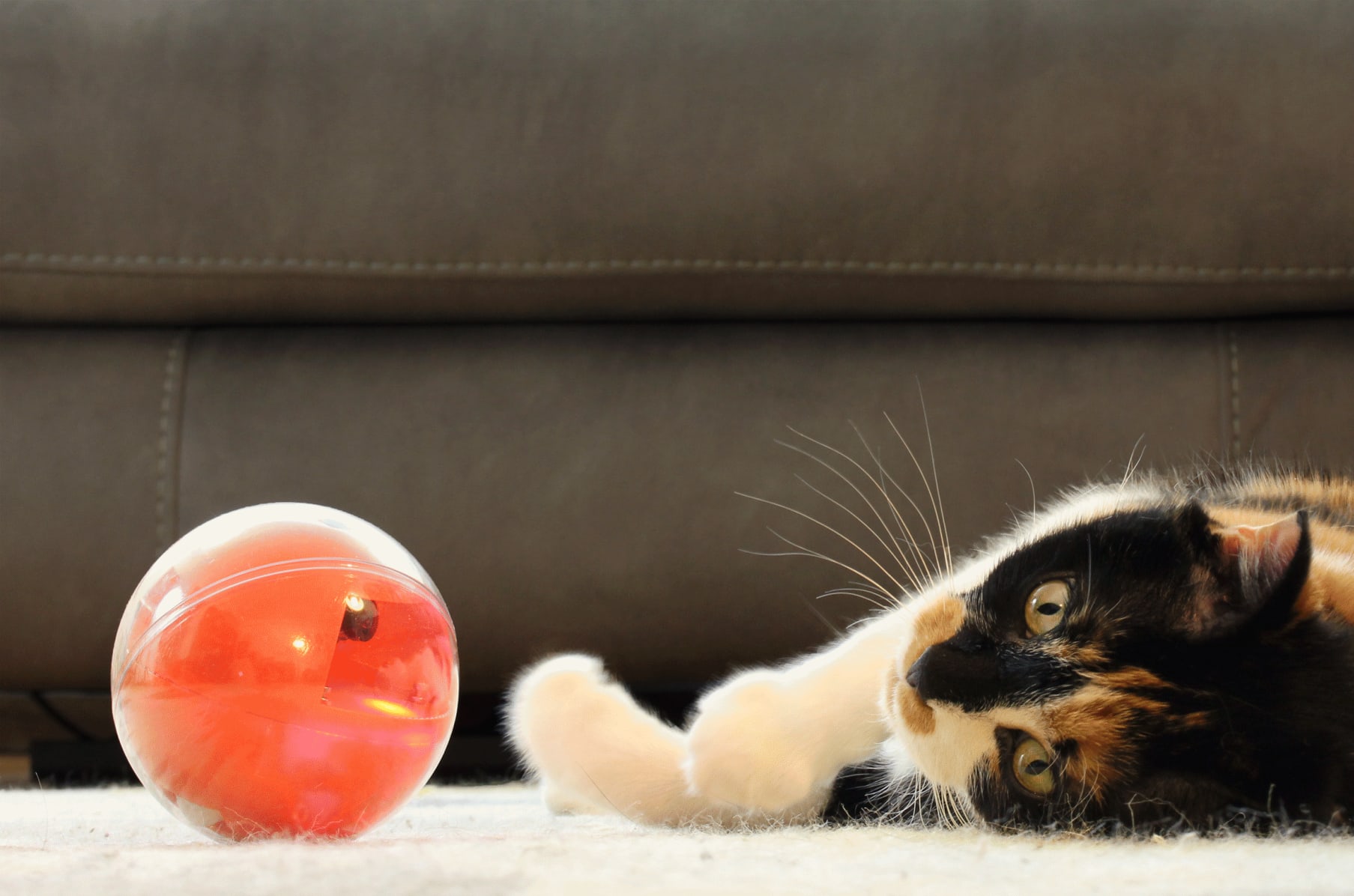 furry cat balls