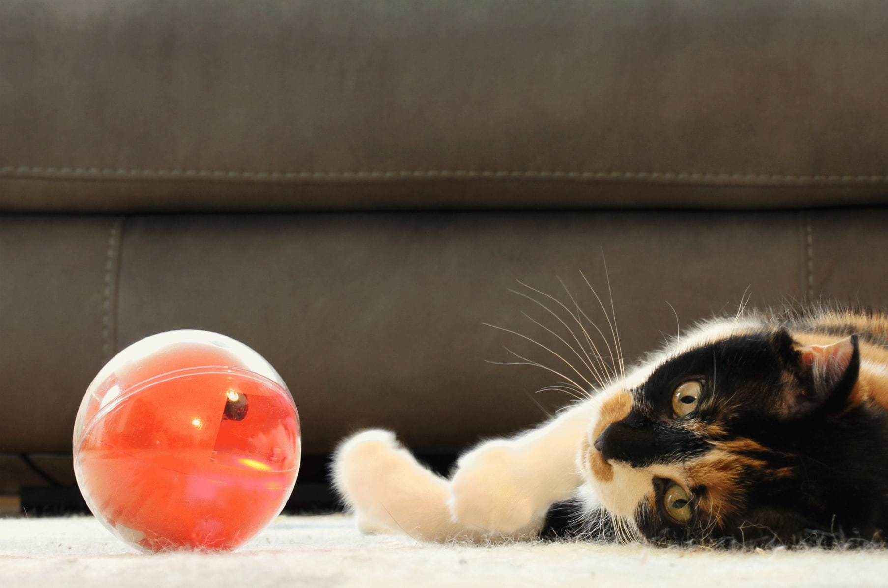 furry cat balls