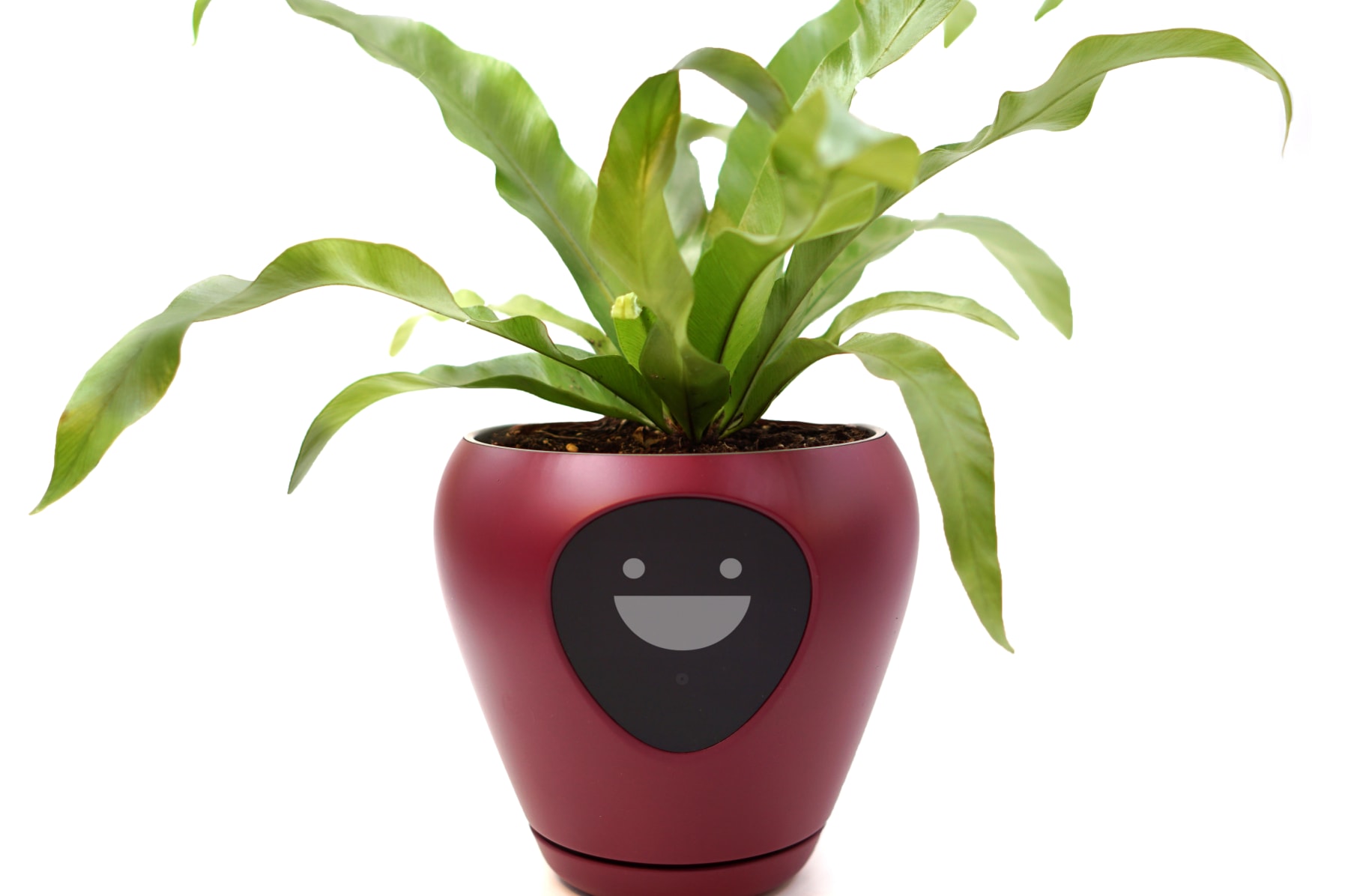 Lua, the planter with feelings! Indiegogo