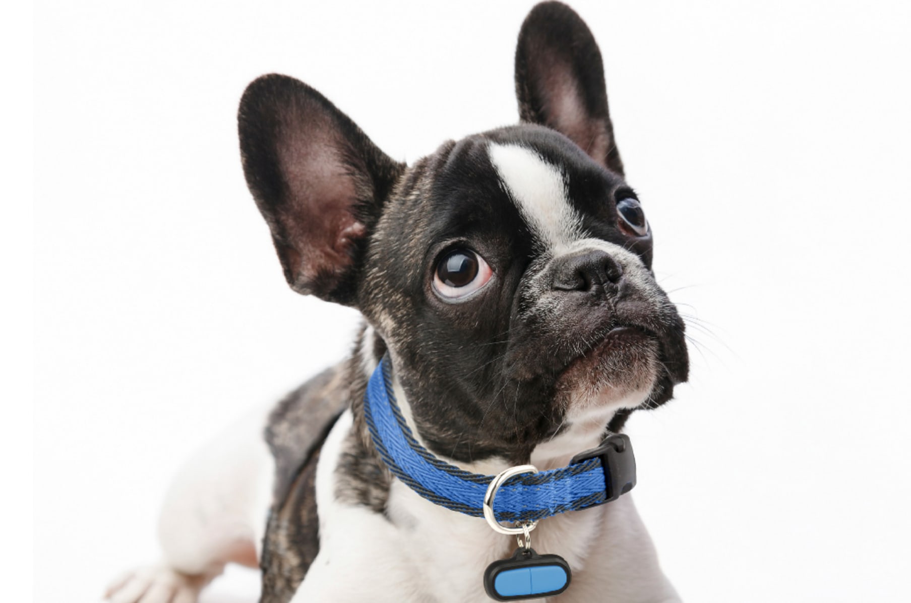 Poof pet hot sale activity tracker