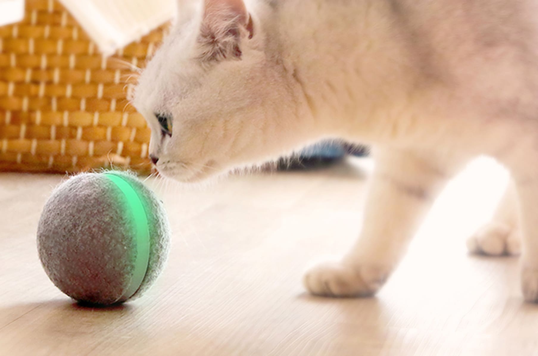 Cat wicked ball 2025