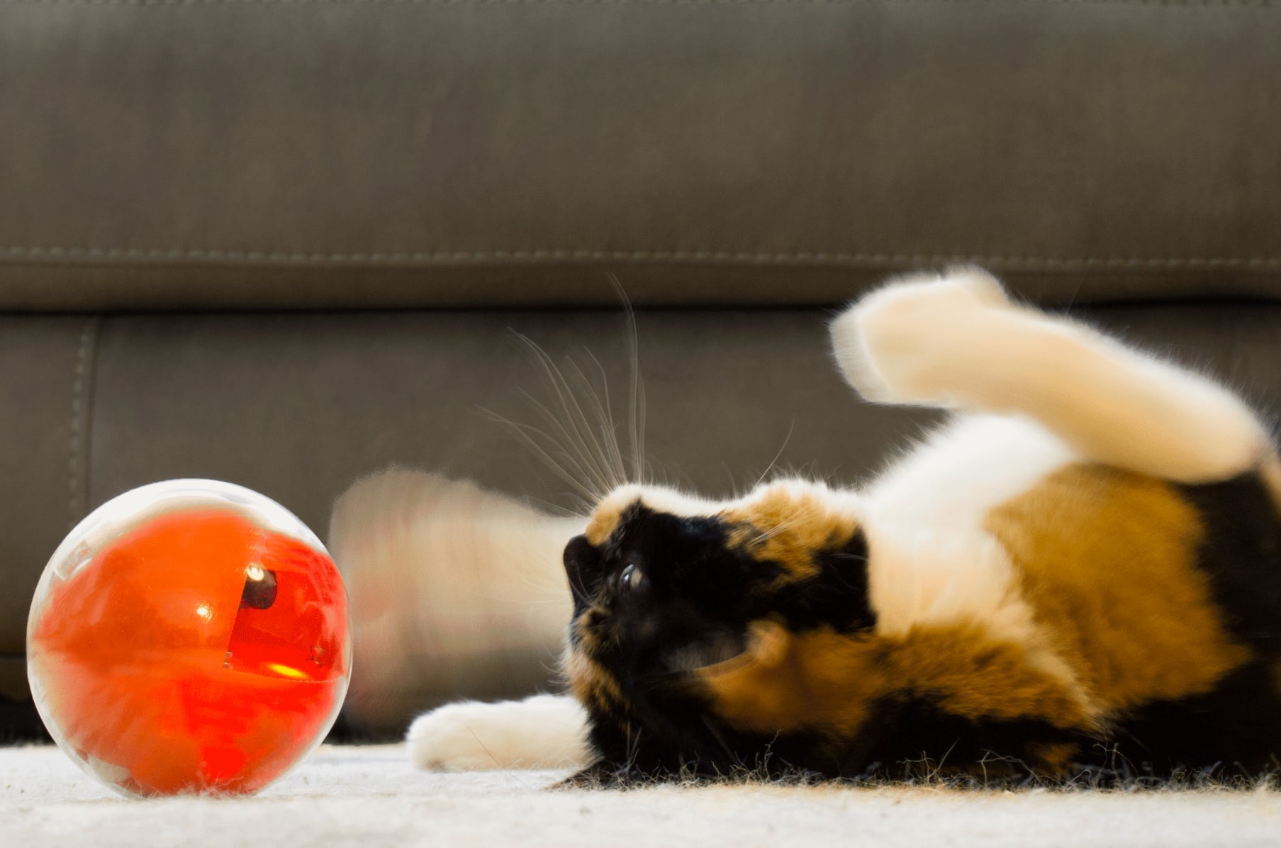 Playdate World S First Pet Camera In A Smart Ball Indiegogo