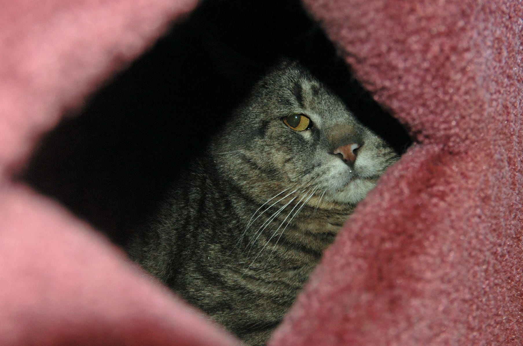 Minden Cat Angels Indiegogo