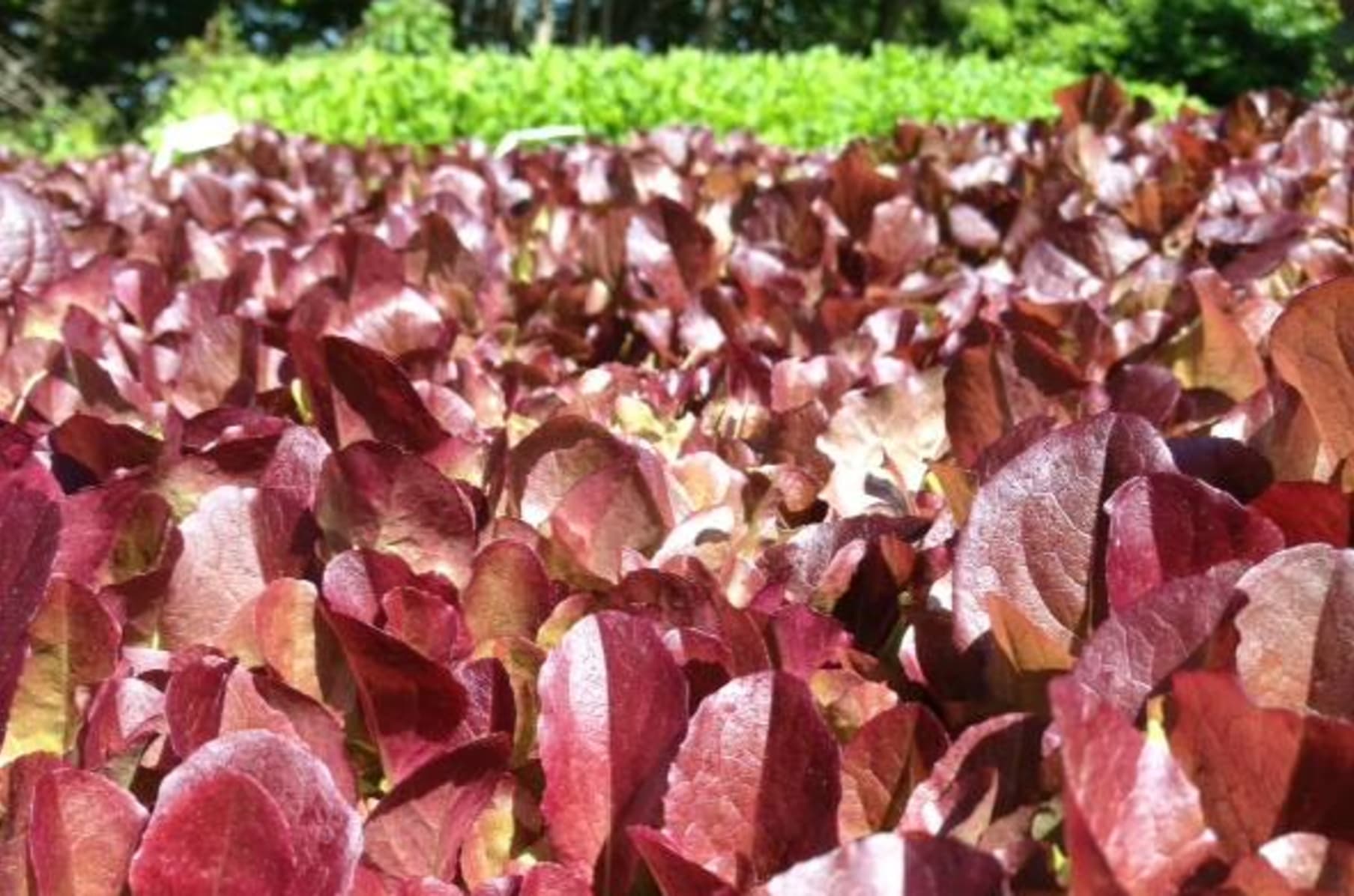 We Need A Backyard Growers Headquarters Indiegogo