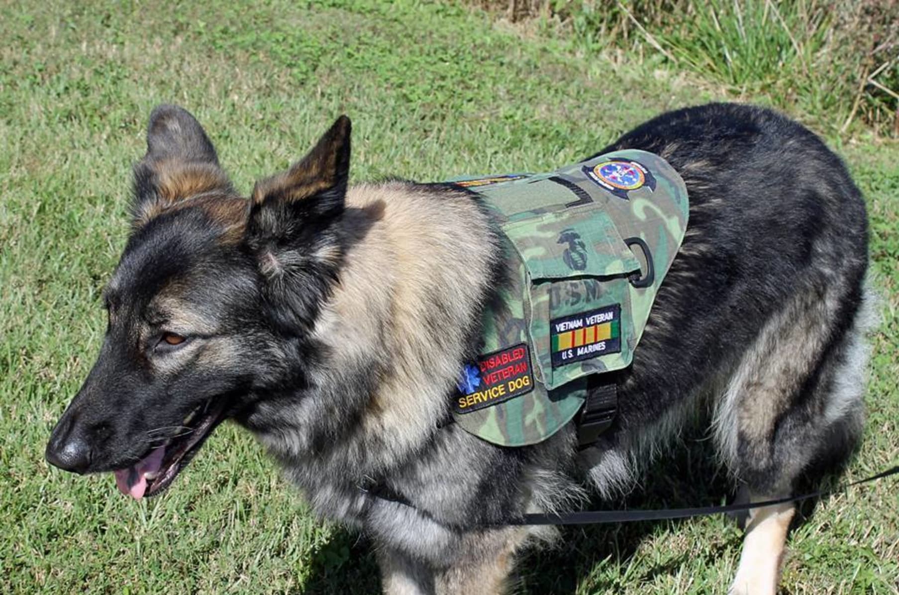 ptsd veteran service dog vest